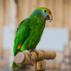 A Blue-cheeked Amazon perches on a stand