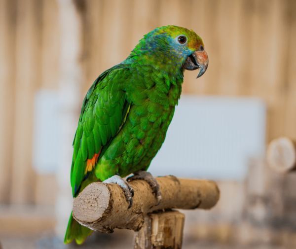 A Blue-cheeked Amazon perches on a stand