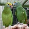 Blue-cheeked Amazons perch on a limb in an enclosure