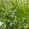 Wild Blue-crowned Conures congregate in a tree