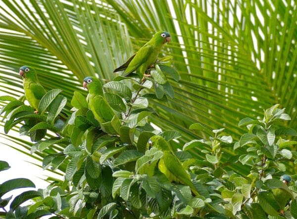 Wild Blue-crowned Conures congregate in a tree