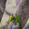 Wild Blue-crowned Conures perch on a tree trunk