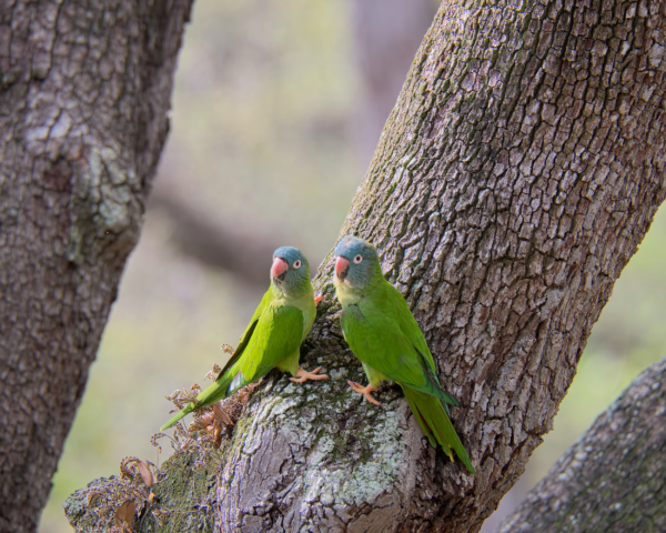 Wild Blue-crowned Conures perch on a tree trunk