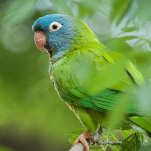 A closeup of a wild Blue-crowned Conure