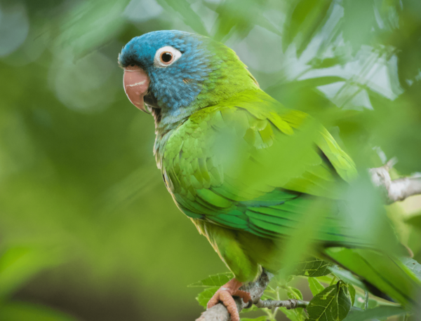 A closeup of a wild Blue-crowned Conure