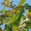 Wild Blue-crowned Conures forage in a tree