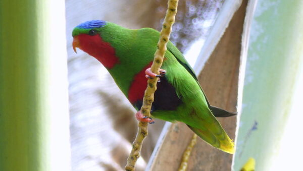 A wild Blue-crowned Lorikeet perches in a tree