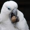 A Blue-eyed Cockatoo works on a walnut at Walsrode Park