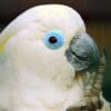 A closeup of a Blue-eyed Cockatoo, Walsrode Park