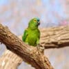 A wild Blue-fronted Amazon perches on a limb