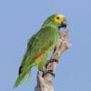 A wild Blue-fronted Amazon perches on a branch