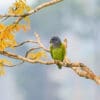 A wild Blue-headed Parrot perches in a tree