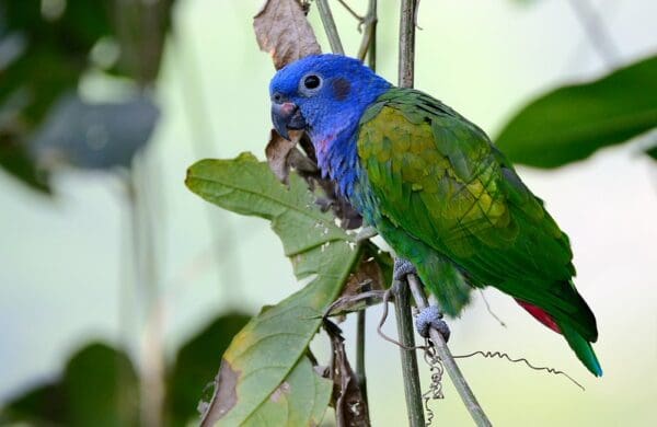 A wild Blue-headed Parrot perches in a tree