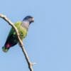 A wild Blue-headed Parrot perches on a branch