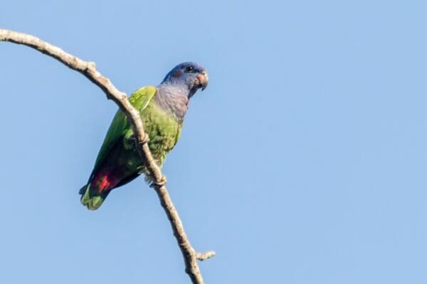 A wild Blue-headed Parrot perches on a branch
