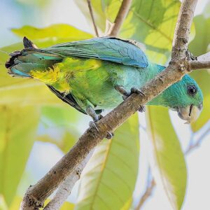 A wild Blue-headed Racquet-tailed Parrot perches on a branch