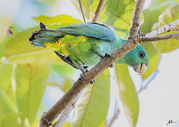 A wild Blue-headed Racquet-tailed Parrot perches on a branch