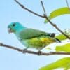 A wild Blue-headed Racquet-tailed Parrot perches on a branch