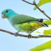 © Albert Abadicio, CC BY 4.0 via Wikimedia Commons A wild Blue-headed Racquet-tailed Parrot perches on a branch