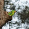 A wild Blue-naped Parrot peers out of a nest cavity