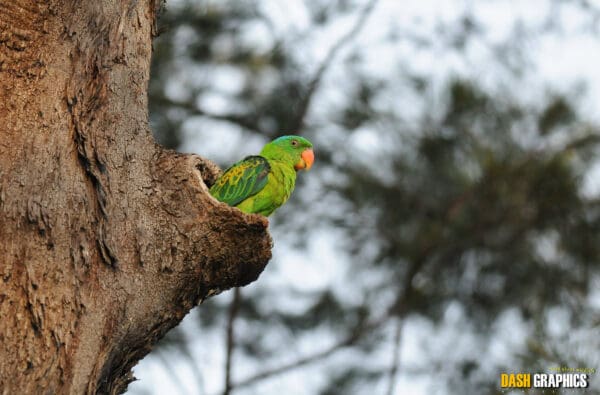A wild Blue-naped Parrot peers out of a nest cavity