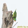 © usaviah CC BY-NC-ND 2.0 via Flickr A wild Blue-naped Parrot clings to a snag