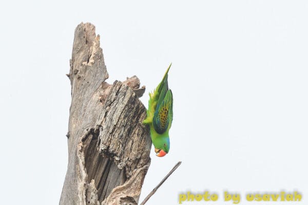 A wild Blue-naped Parrot clings to a snag