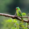 © Blake Matheson CC BY-NC 2.0 via Flickr A wild Blue-naped Parrot perches on a limb