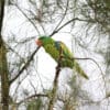 © Brendan Ryan CC BY-NC-ND 2.0 via Flickr A wild Blue-naped Parrot perches in a tree