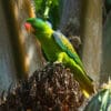 © Francesco Veronesi CC BY-SA 2.0 via Flickr A wild Blue-naped Parrot perches in a tree