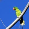 A wild Blue-naped Parrot perches on a limb