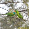 © usaviah CC BY-NC-ND 2.0 via Flickr Wild Blue-naped Parrots interact