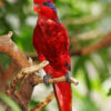 A Blue-streaked Lory perches on a branch