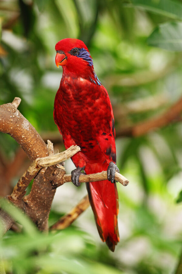 A Blue-streaked Lory perches on a branch