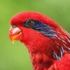 A closeup of a Blue-streaked Lory