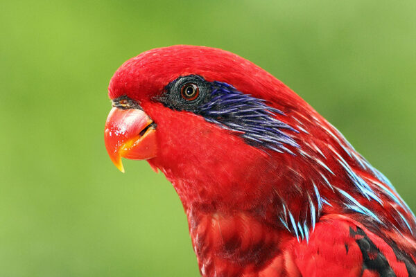 A closeup of a Blue-streaked Lory