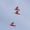 Wild Blue-streaked Lories take flight