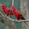 Blue-streaked Lories perch on a branch at Jurong Bird Park