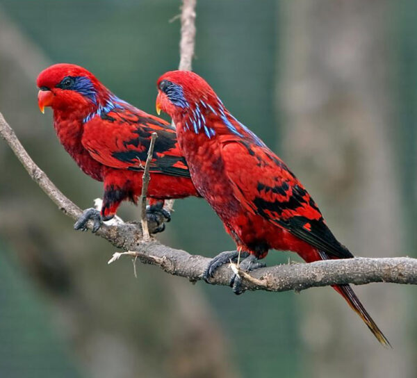 Blue-streaked Lories perch on a branch at Jurong Bird Park