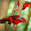 Blue-streaked Lories cling to branches