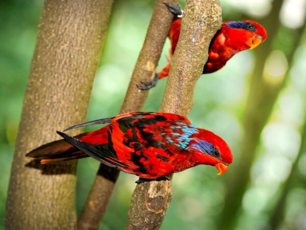 Blue-streaked Lories cling to branches