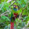 A wild Blue-throated Conure clings to a twig