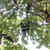 Wild Blue-throated Conures perch in a tree