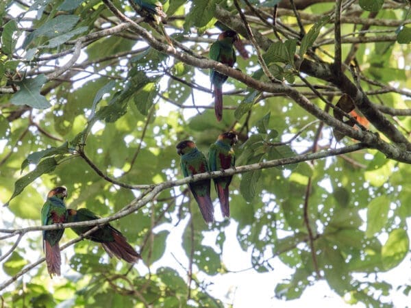 Wild Blue-throated Conures perch in a tree