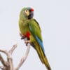 © Corey Raffel A wild Blue-winged Macaw perches on a branch