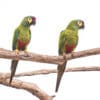 © Corey Raffel Wild Blue-winged Macaws perch on a branch