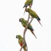 © Corey Raffel Wild Blue-winged Macaws cling to a branch