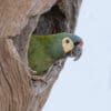 © Corey Raffel A wild Blue-winged Macaw peeks out of a nest cavity