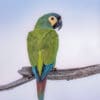 © Corey Raffel A wild Blue-winged Macaw perches on a branch