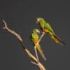 © Corey Raffel Wild Blue-winged Macaws perch on a branch